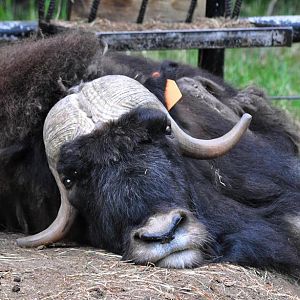 Musk Ox