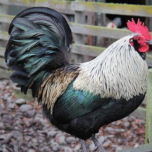 rooster, Seafield Wildlife Park