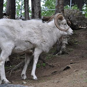 Dall Sheep