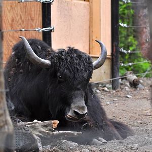Tibetan Yak