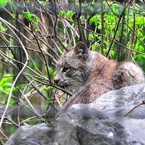 Canada Lynx