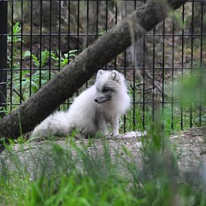 Arctic Fox