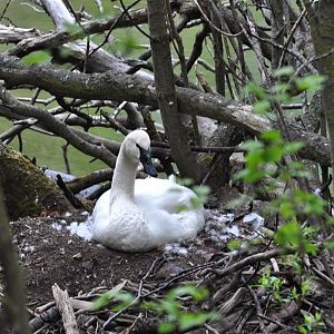 Nesting Trumpeter Swan