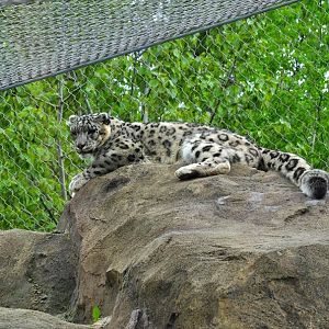 Snow Leopard