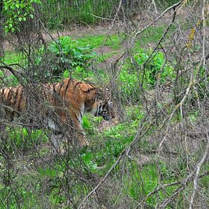 Amur Tiger