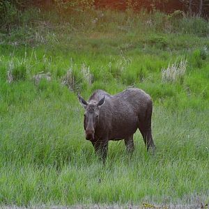 Moose - Alaska