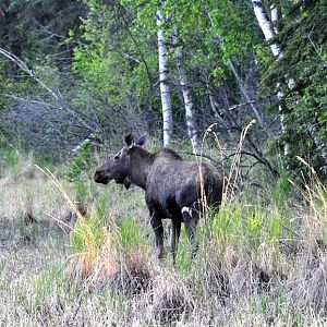 Moose - Alaska