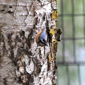 Red-Breasted Nuthatch - Alaska