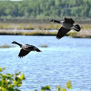 Canada Geese - Alaska