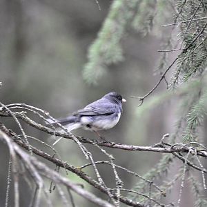 Dark-eyed Junco - Alaska