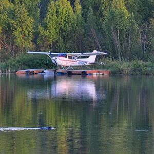 American Beaver - Alaska