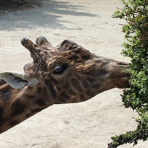 close up of giraffe looking for enrichment.