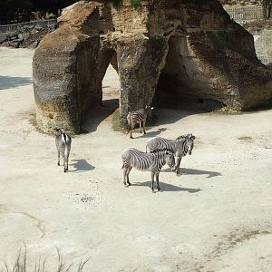 grants zebra on stone floor.