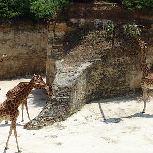nice grouping of giraffe