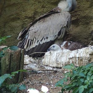 chick in the nest, one of two.
