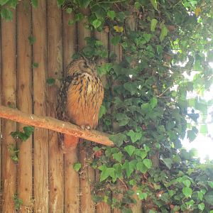 Eurasian Eagle Owl - 06/06/15