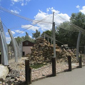 Snow Leopard Enclosure - 06/06/15