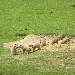 Prairie Dog young - 06/06/15