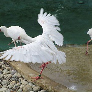 African Spoonbill - 06/06/15