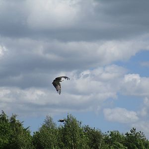 Ruppells Griffon Vulture - 06/06/15