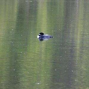Common Loon - Alaska