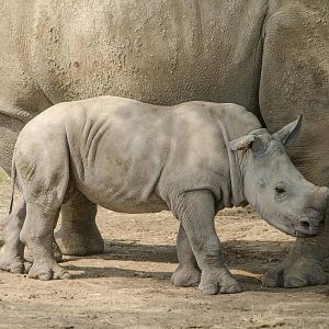 Baby Rhino