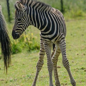 Baby Zebra