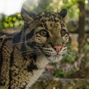 Clouded Leopard