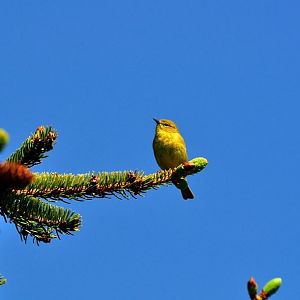 Orange-Crowned Warbler (?) - Alaska