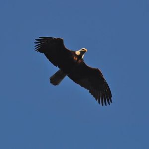 Bald Eagle - Alaska