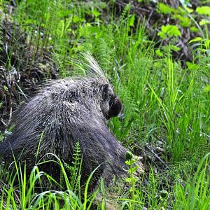 North American Porcupine - Alaska