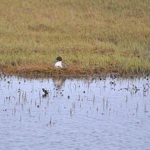 Northern Pintail - Alaska