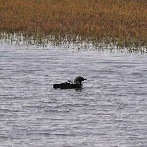 Arctic Loon - Alaska