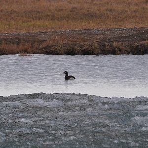Long-tailed Duck - Alaska