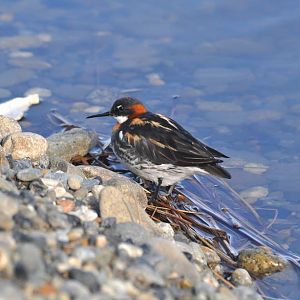 Red-necked Phalarope - Alaska