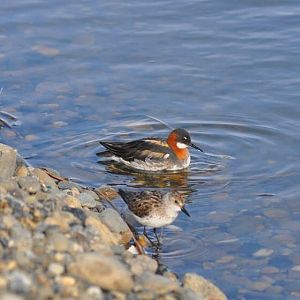 Red-necked Phalarope and Semi-palmated Sandpiper - Alaska