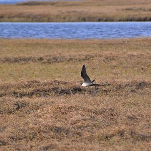 Long-tailed Jaeger - Alaska