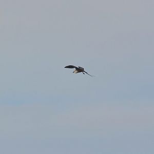 Long-tailed Jaeger - Alaska