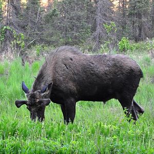 Moose - Alaska