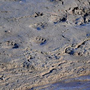 American Black Bear tracks - Alaska