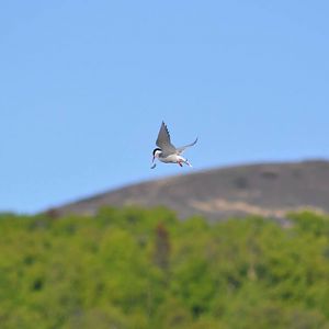 Arctic Tern - Alaska