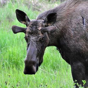 Moose - Alaska