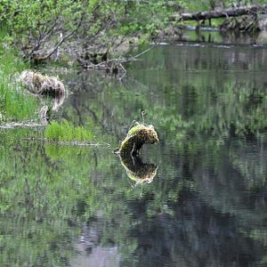 What rough beast....