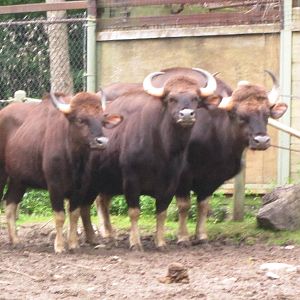 Gaur