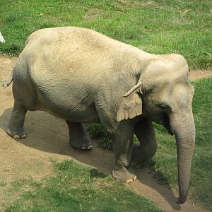 Asian Elephant