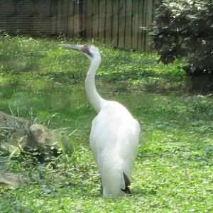 Whooping Crane