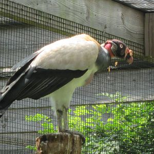 King Vulture