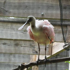 Roseate Spoonbill