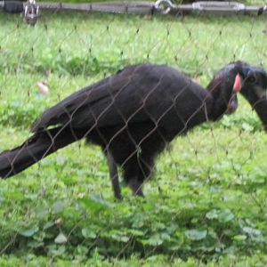 Abyssinian Ground Hornbill