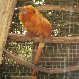 Golden Lion Tamarin